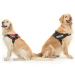 JULIUS-K9 IDC Powerharness